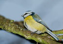 Mésange bleue