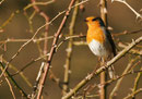 Rouge-gorge