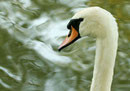 cygne tuberculé
