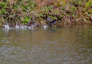 Gallinules poules d'eau