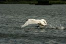 cygne tuberculé