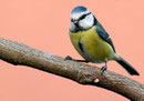 Mésange bleue
