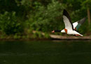 canard Tadorne de Belon