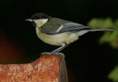Mésange charbonnière