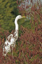 Grande aigrette