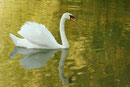 cygne tuberculé
