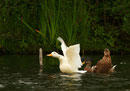 Canards
