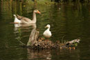 Maman canard et ses petits