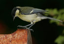 Mésange charbonnière