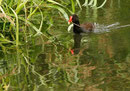 Gallinule poule d'eau