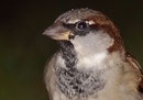 Portrait moineau domestique