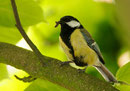 Mésange charbonnière