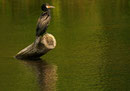 Grand cormoran