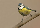 Mésange bleue