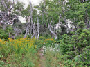 gelber Solidago