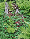 rote Krackerberries...