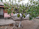 Guanàbana Tree...
