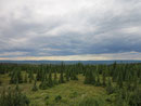 Borealer Wald