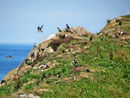 Puffins...Flugakrobat...
