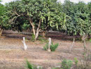 Mango Tree