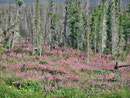 das schöne Fireweed