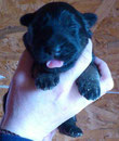 schwarzbrauner Rüde