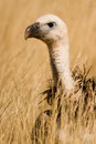 Buitre Leonado, (Gyps fulvus). © Juan Carlos Ascaso.