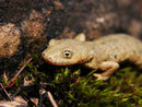 Tritón Pirenaico, (Euproctus aspera). © Juan Carlos Ascaso.