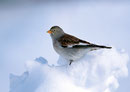 Gorrión Alpino, (Montifringilla nivalis). © Javier Ara Cajal.