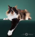 Esbjerg´s Annie Oakley - "Monster" - 1 Jahr