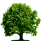 Arboles