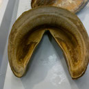 Hornschuh (innen sieht man die Hornblättchen)