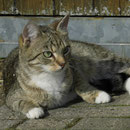 Molly, noch klein aber oho!