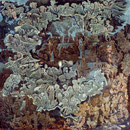 SAGITARIUS 100X100