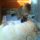 Me gusta juegar con este gato