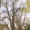 Baumkrone im Winteraspekt, Foto Heinz Kuhlen, Aufnahme-Datum: 02. 11. 2008
