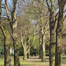 Herbstblick durch die alte historische Rot-Buchen-Allee, Aufnahme-Datum: 25.04.2010