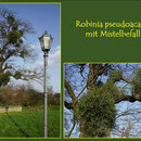 Miste auf Robinie (Robinia pseudoacacia) Fund Friemersheimer Kirche, in Duisburg-Friemersheim, Datum: 13.03.2018