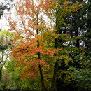 Zweistämmiger Baum in Herbstfärbung, Foto HK., Aufnahme-Datum: 17.10.2017