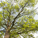 Baumkrone im Frühlingsaustrieb, Foto H.Kuhlen, Aufnahme-Datum 11.04.2009