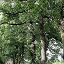 Baumreihe Quercus robur im Frühlingsaspekt, Foto H.Kuhlen, Aufnahme-Datum 07.04.2016