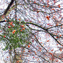 Mistelzweig auf Zierapfel (Malus floribunda `Hilleri`, Fund Diergardt-Park Duisburg-Rheinhausen, Datum: 25.02.2019
