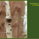 Dreijähriger Mistelzweig auf Weißdorn (Crataegus monogyna), Fund in Duisburg-Rahm, Baggersee, Datum:04.02.2018