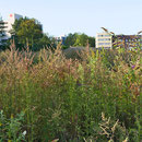 Ergebnis der Ansalbung, Spontanvegetation unterschiedlicher Kräuter, Aufnahme-Datum: 19.08.2019