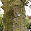 Stamm mit Astnarben und Naturdenkmalschild, Foto HK., Aufnahme-Datum: 06.04.2017