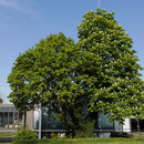 Standort im Skulpturenhof, Aufnahme-Datum: 22.04.2018