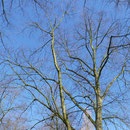 Kronenblick in einen Einzelbaum mit der typischen, feinen Endverzweigung, Foto H.Kuhlen, Aufnahmedatum 12.04.2016