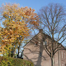 Habitus im Spät-Herbst, Winterlinde (rechts) bereits völlig entlaubt, Silberlinde (links) im goldfarbenen Herbstlaub, F.Kuhlen, Aufnahme-Datum 01.11.2015