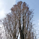 Säulenpappeln, Aufnahme-Datum: 07.04.2006