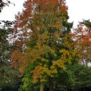Solitärbaum mit Herbstlaub, Foto HK., Aufnahme-Datum: 17.10.2017